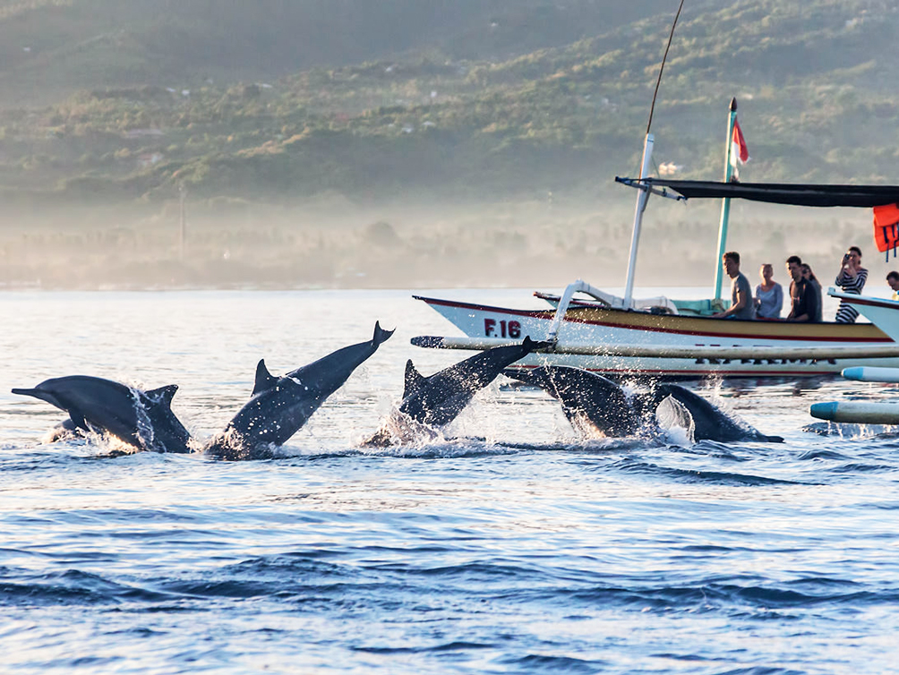 Dolphin-watching-Bali Dolphin Tour